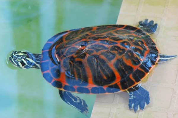 火焰龟怎样养才会红,首先要保证它们有发色的基因