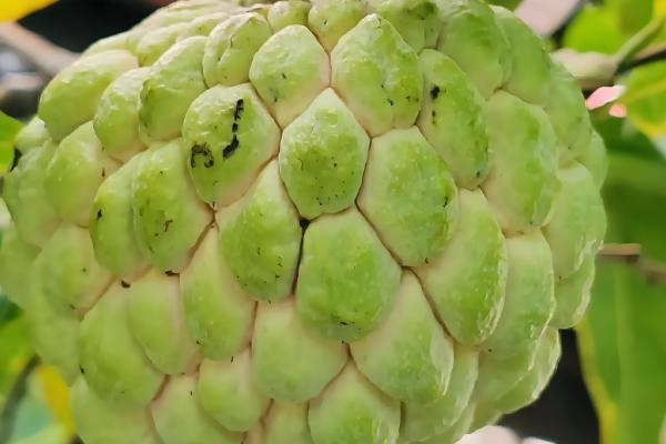 哪些作物是在明朝引进,包括玉米、马铃薯等品种