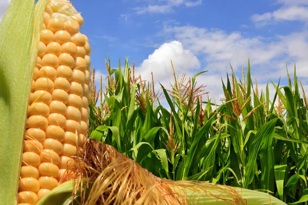 哪些作物是在明朝引进,包括玉米、马铃薯等品种