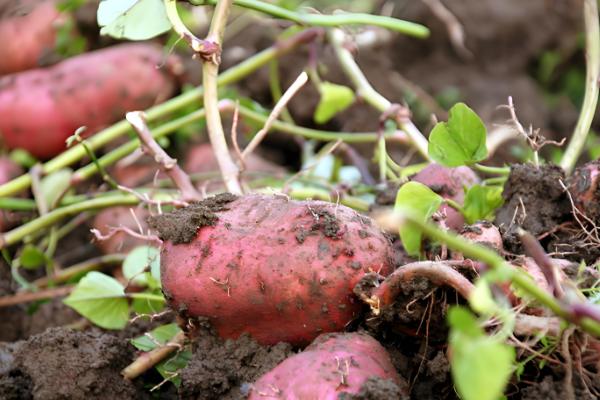 哪些作物是在明朝引进,包括玉米、马铃薯等品种