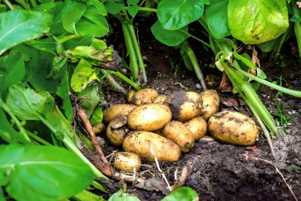 哪些作物是在明朝引进,包括玉米、马铃薯等品种