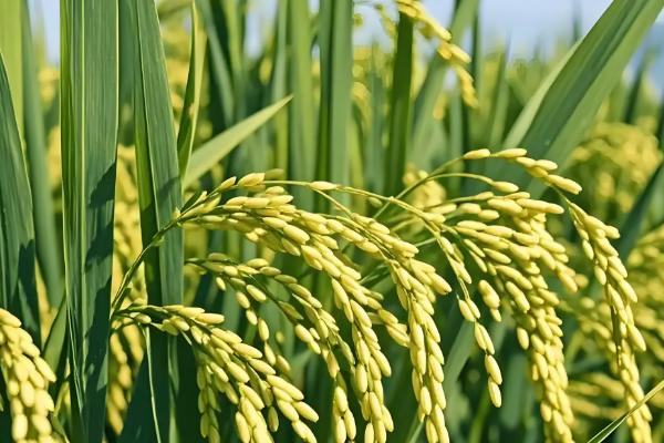 哪些作物是在明朝引进,包括玉米、马铃薯等品种