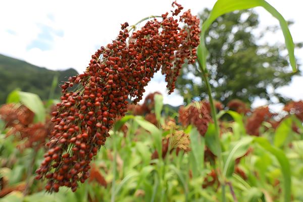 哪些作物是在明朝引进,包括玉米、马铃薯等品种