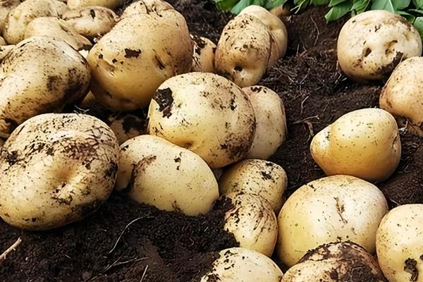 哪些作物是在明朝引进,包括玉米、马铃薯等品种