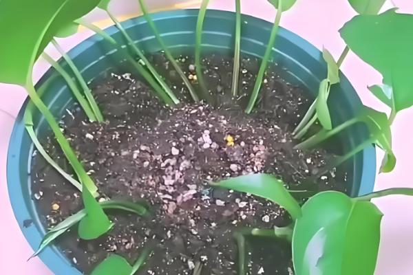 绿萝怎么繁殖，扦插、压条、水培都是常用方法