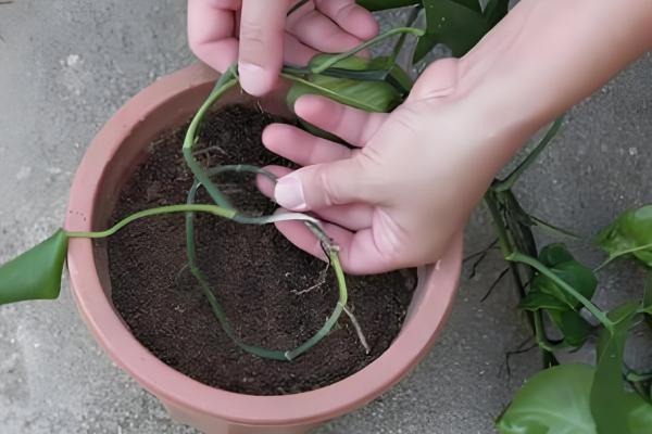 绿萝怎么繁殖，扦插、压条、水培都是常用方法