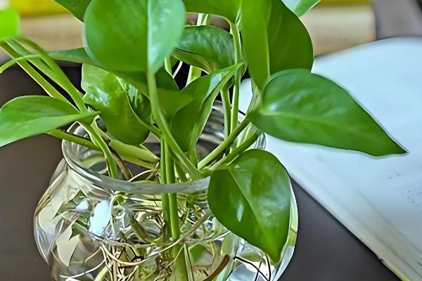 绿萝怎么繁殖，扦插、压条、水培都是常用方法