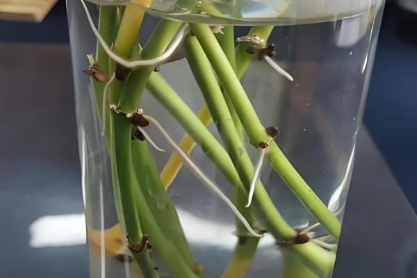 绿萝怎么繁殖，扦插、压条、水培都是常用方法