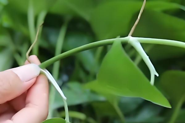 绿萝怎么繁殖，扦插、压条、水培都是常用方法