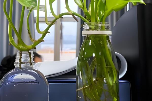 绿萝怎么繁殖，扦插、压条、水培都是常用方法