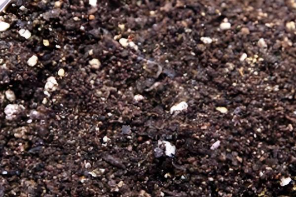 清香木怎么养殖，每隔3-5天浇一次水