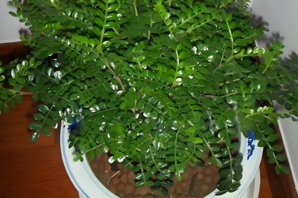 清香木怎么养殖，每隔3-5天浇一次水