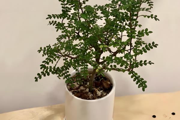 清香木怎么养殖，每隔3-5天浇一次水