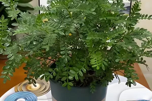 清香木怎么养殖，每隔3-5天浇一次水