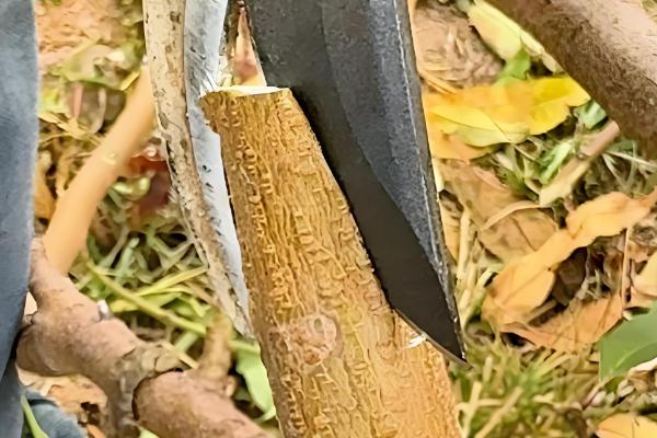 清香木怎么养殖，每隔3-5天浇一次水