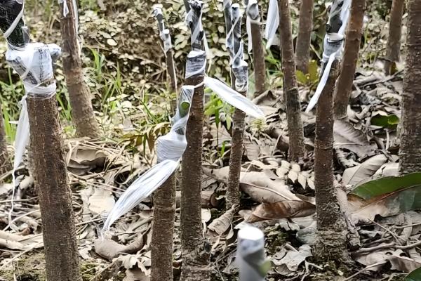 清香木怎么养殖，每隔3-5天浇一次水