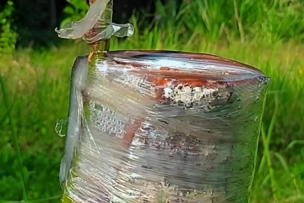 清香木怎么养殖，每隔3-5天浇一次水