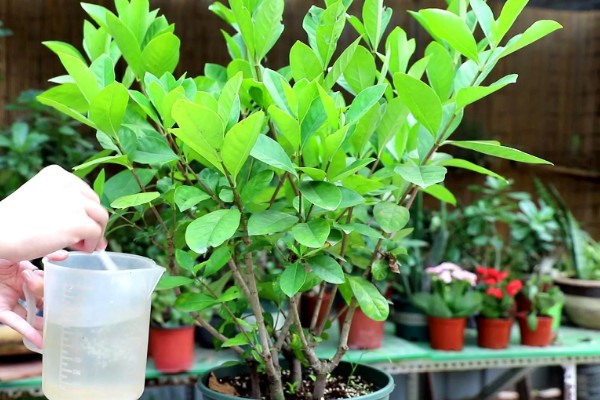 栀子花冬天干叶如何处理,缺水时要浇水并喷水增湿