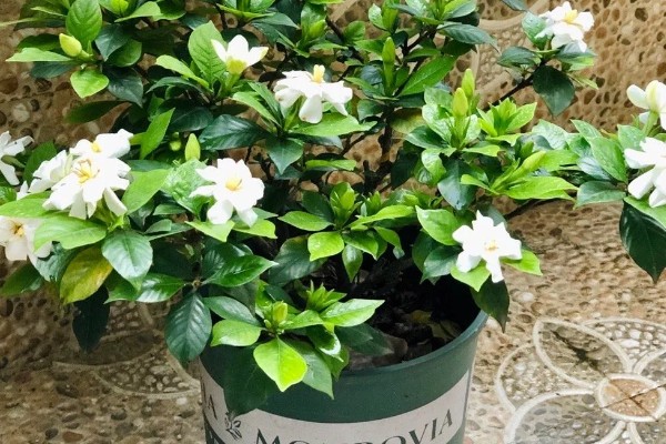 栀子花冬天干叶如何处理,缺水时要浇水并喷水增湿