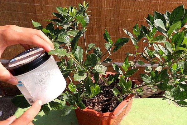 栀子花冬天干叶如何处理,缺水时要浇水并喷水增湿