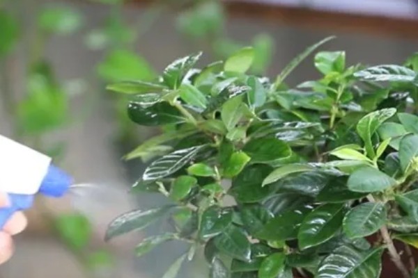 栀子花冬天干叶如何处理,缺水时要浇水并喷水增湿