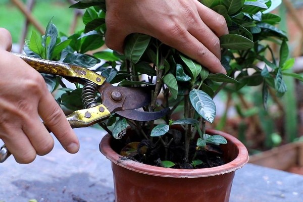 栀子花冬天干叶如何处理,缺水时要浇水并喷水增湿