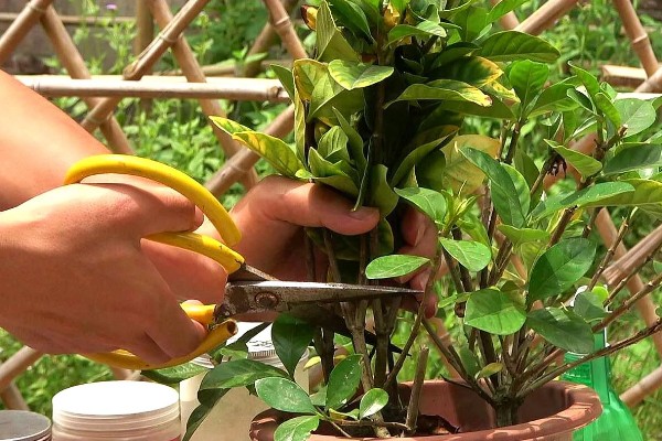 栀子花冬天干叶如何处理,缺水时要浇水并喷水增湿