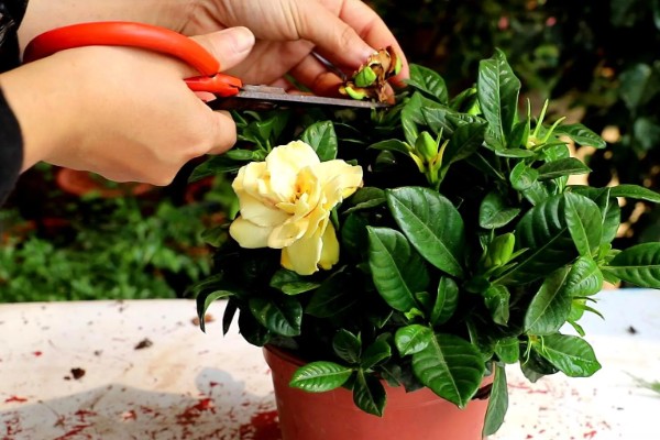 栀子花冬天干叶如何处理,缺水时要浇水并喷水增湿