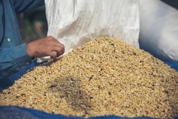 种子穴播要注意什么，需严格挑选种子