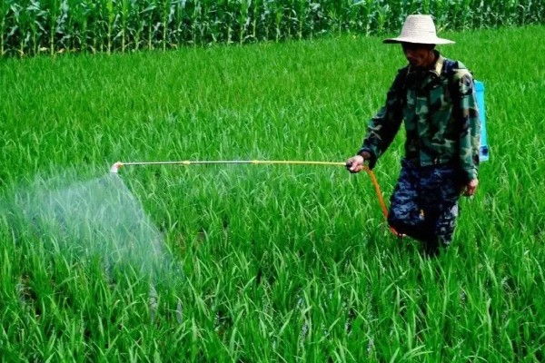 种子穴播要注意什么，需严格挑选种子