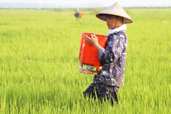 种子穴播要注意什么，需严格挑选种子