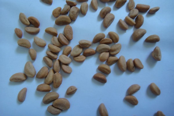 种子穴播要注意什么，需严格挑选种子