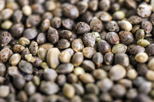 种子穴播要注意什么，需严格挑选种子