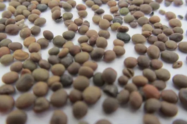 种子穴播要注意什么，需严格挑选种子