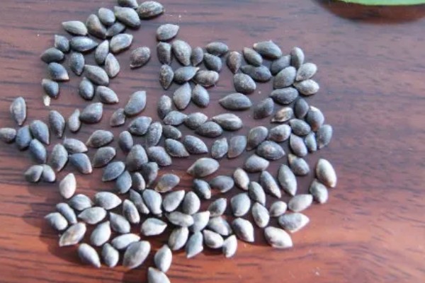 种子穴播要注意什么，需严格挑选种子