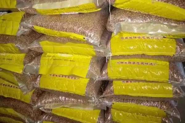 种子穴播要注意什么，需严格挑选种子