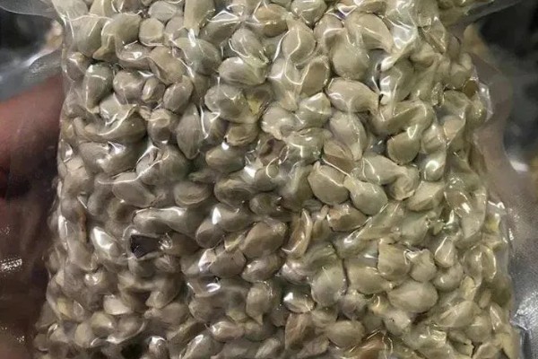 种子穴播要注意什么，需严格挑选种子