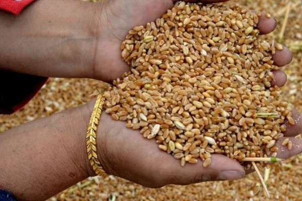 种子穴播要注意什么，需严格挑选种子