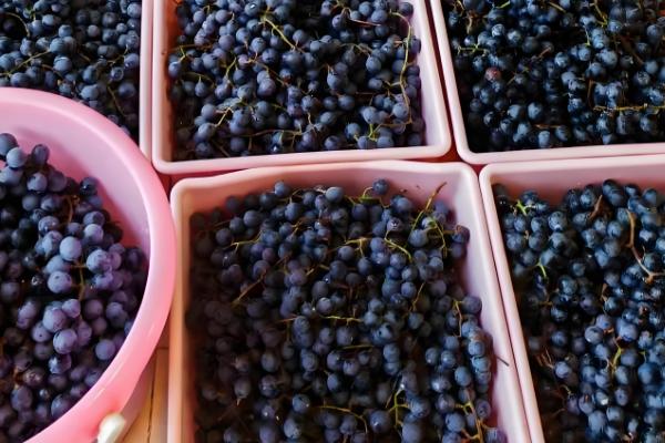 酿葡萄酒的方法，首先挑选熟透了的葡萄