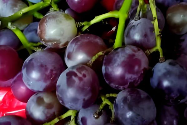 酿葡萄酒的方法，首先挑选熟透了的葡萄