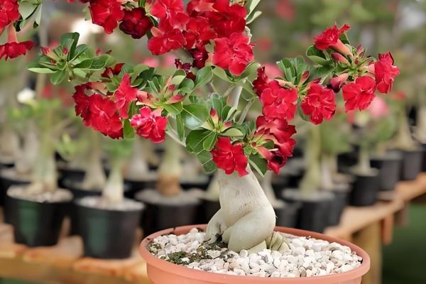 沙漠玫瑰可以放卧室吗，能放卧室