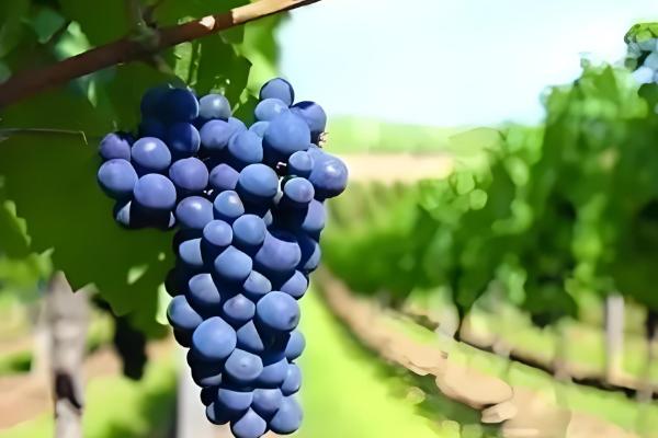 酿葡萄酒的方法，首先挑选熟透了的葡萄