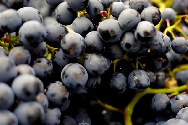 酿葡萄酒的方法，首先挑选熟透了的葡萄