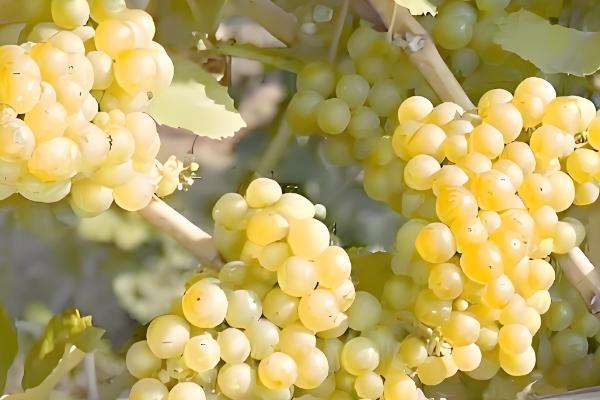 酿葡萄酒的方法，首先挑选熟透了的葡萄