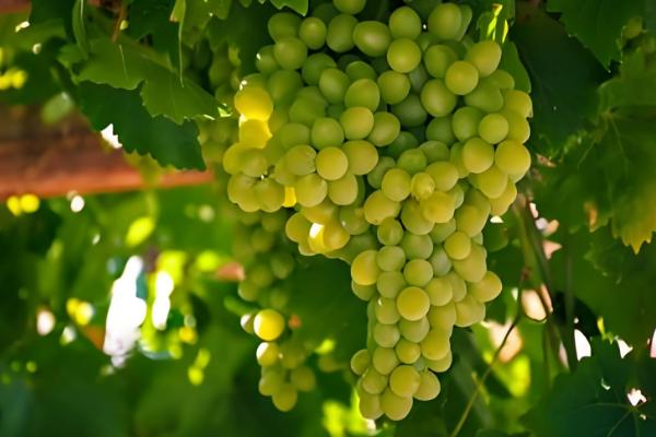 酿葡萄酒的方法，首先挑选熟透了的葡萄