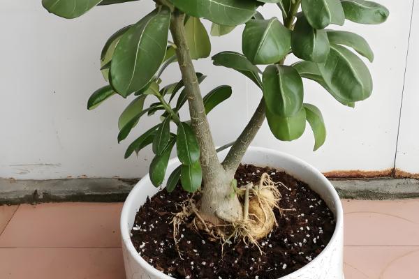 沙漠玫瑰可以放卧室吗，能放卧室