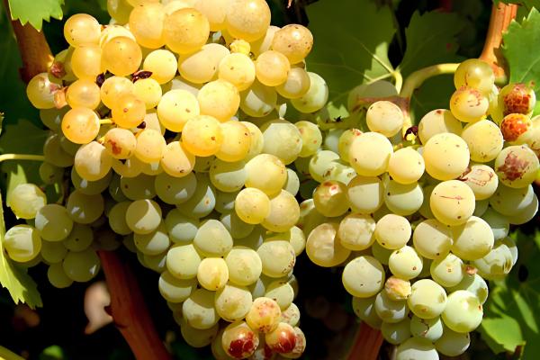 酿葡萄酒的方法，首先挑选熟透了的葡萄