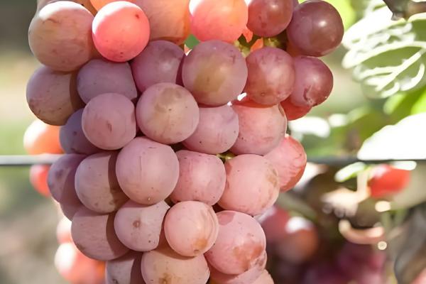 酿葡萄酒的方法，首先挑选熟透了的葡萄