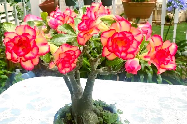 沙漠玫瑰可以放卧室吗，能放卧室