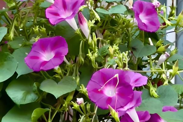 牵牛花传播种子的方法，可弹射传播或通过鸟类传播